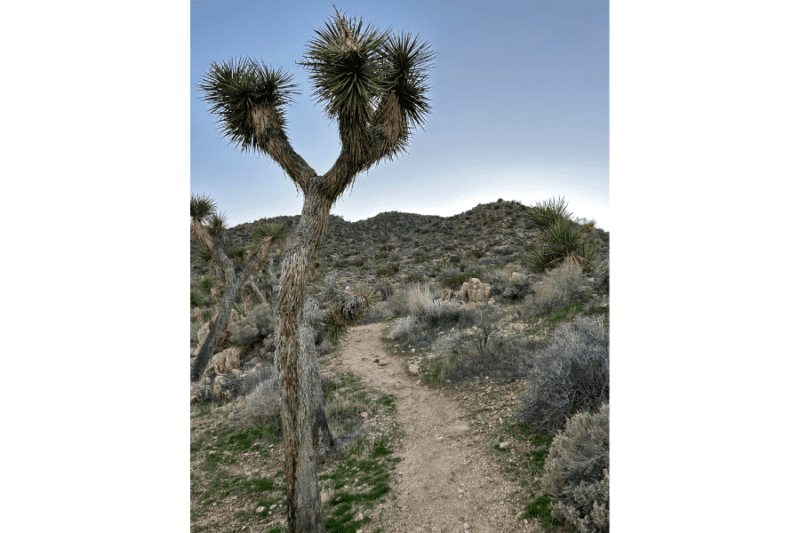 things to do in yucca valley