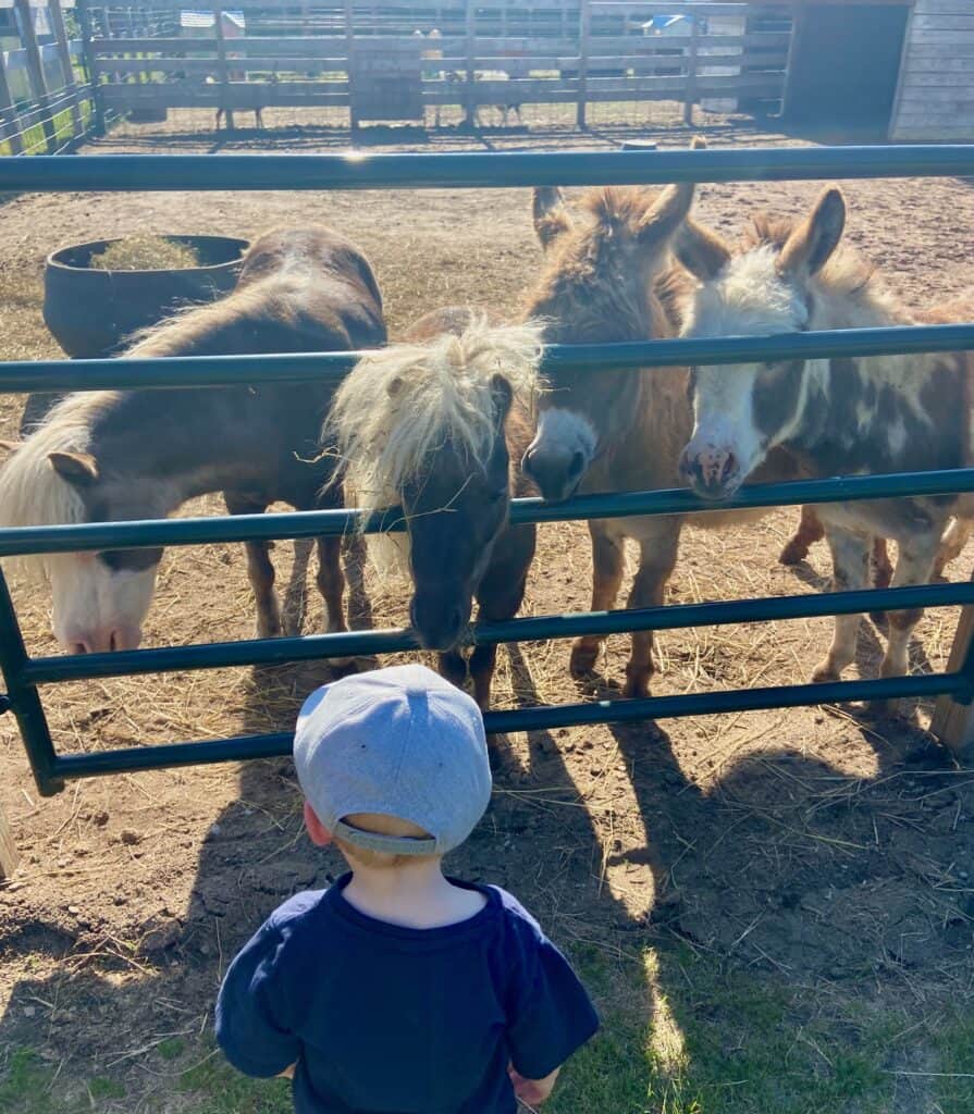 things to do near new buffalo michigan